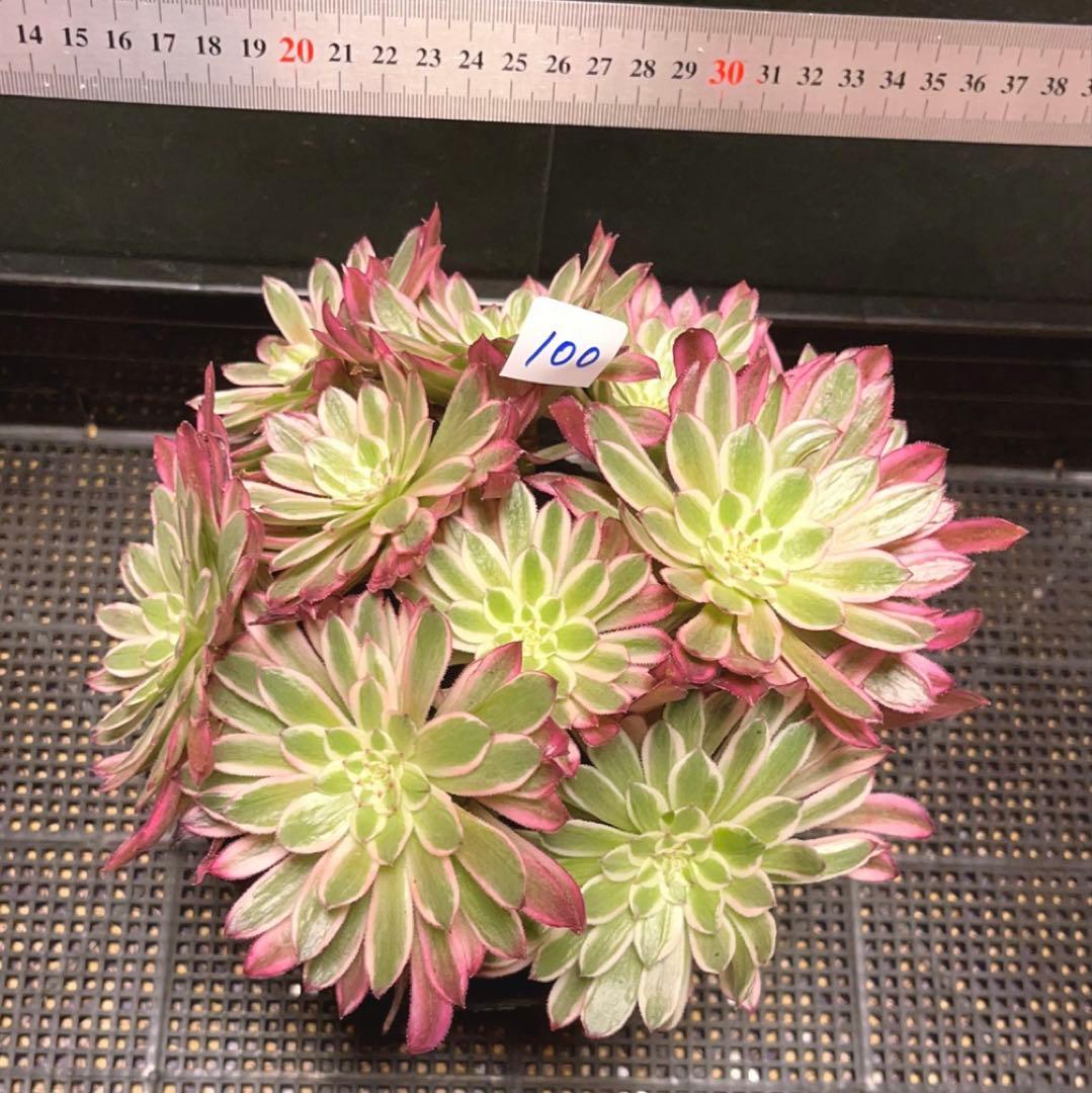 100#多肉植物アエオニウム錦❤カルミン*エメラルド錦❤️10大頭22cm拔き苗