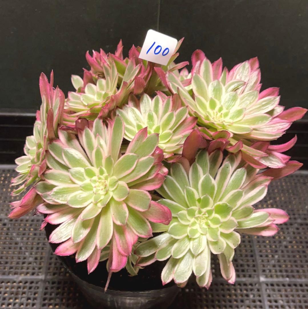 100#多肉植物アエオニウム錦❤カルミン*エメラルド錦❤️10大頭22cm拔き苗