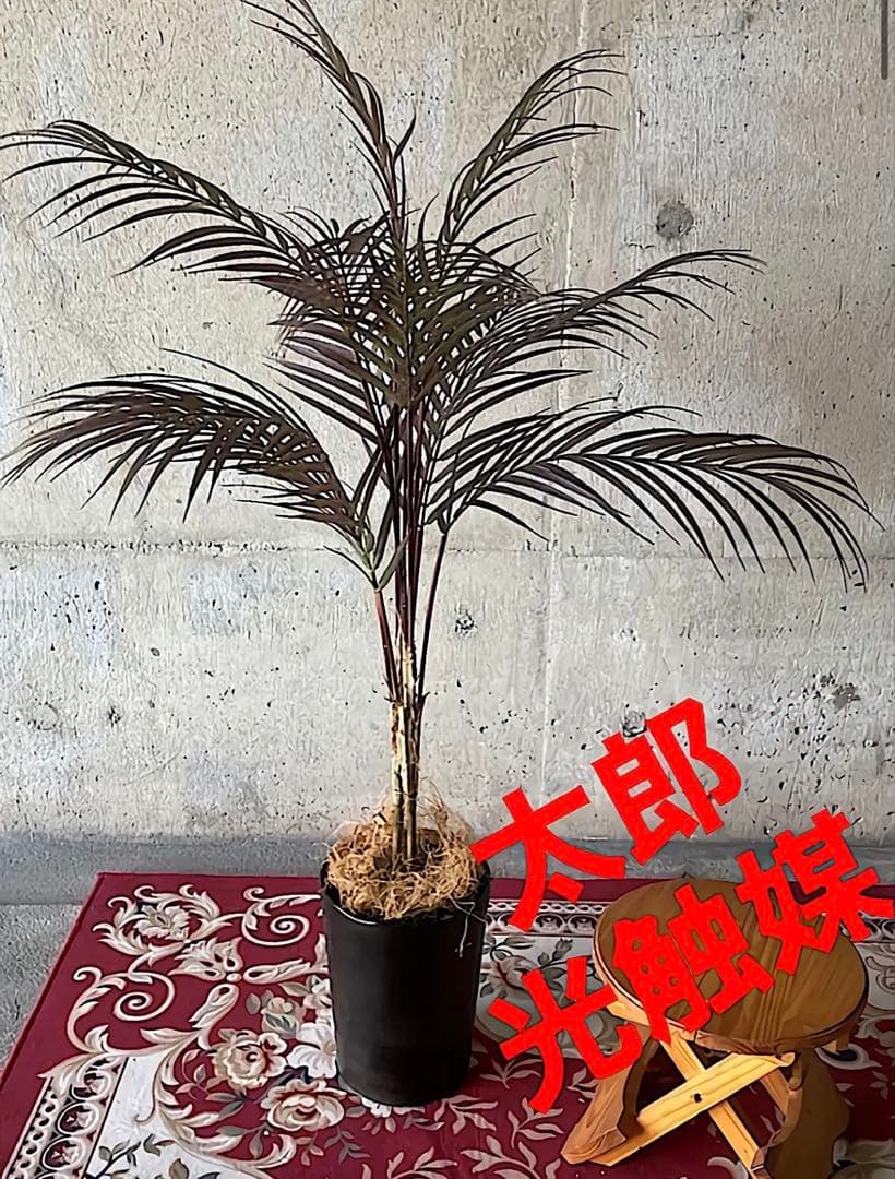 光触媒　人工観葉植物　ウォールグリーン　フェイクグリーン　アレカヤシ90茶@@