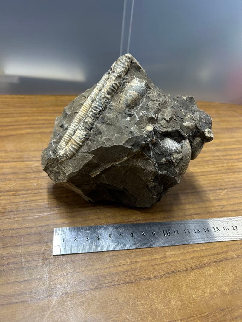 直角石・アンモナイト複合化石標本（母岩付・約2278g）