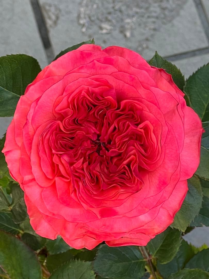切り花品種　レアバラ　Coral Reev♡ バラ