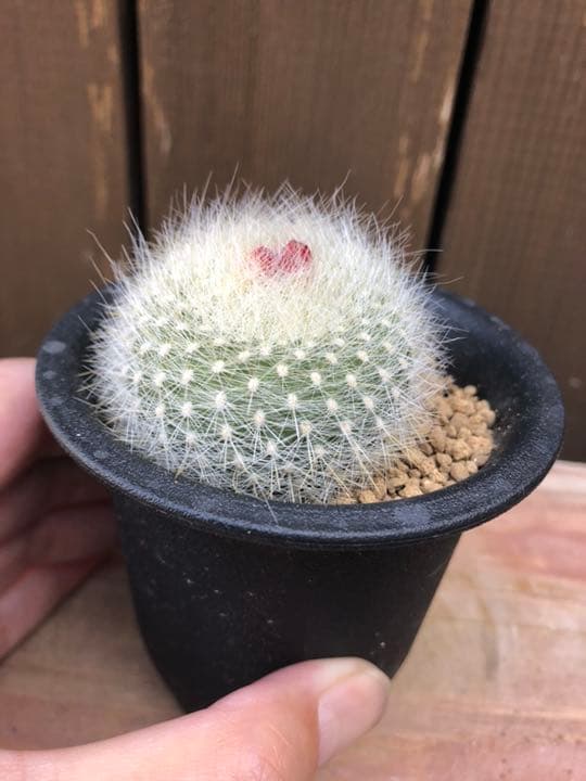 サボテン 雪晃♡抜き苗(^○^)