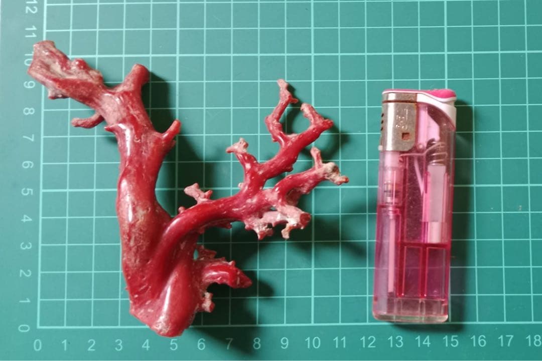赤いコーラルの枝状オブジェ 74.1g