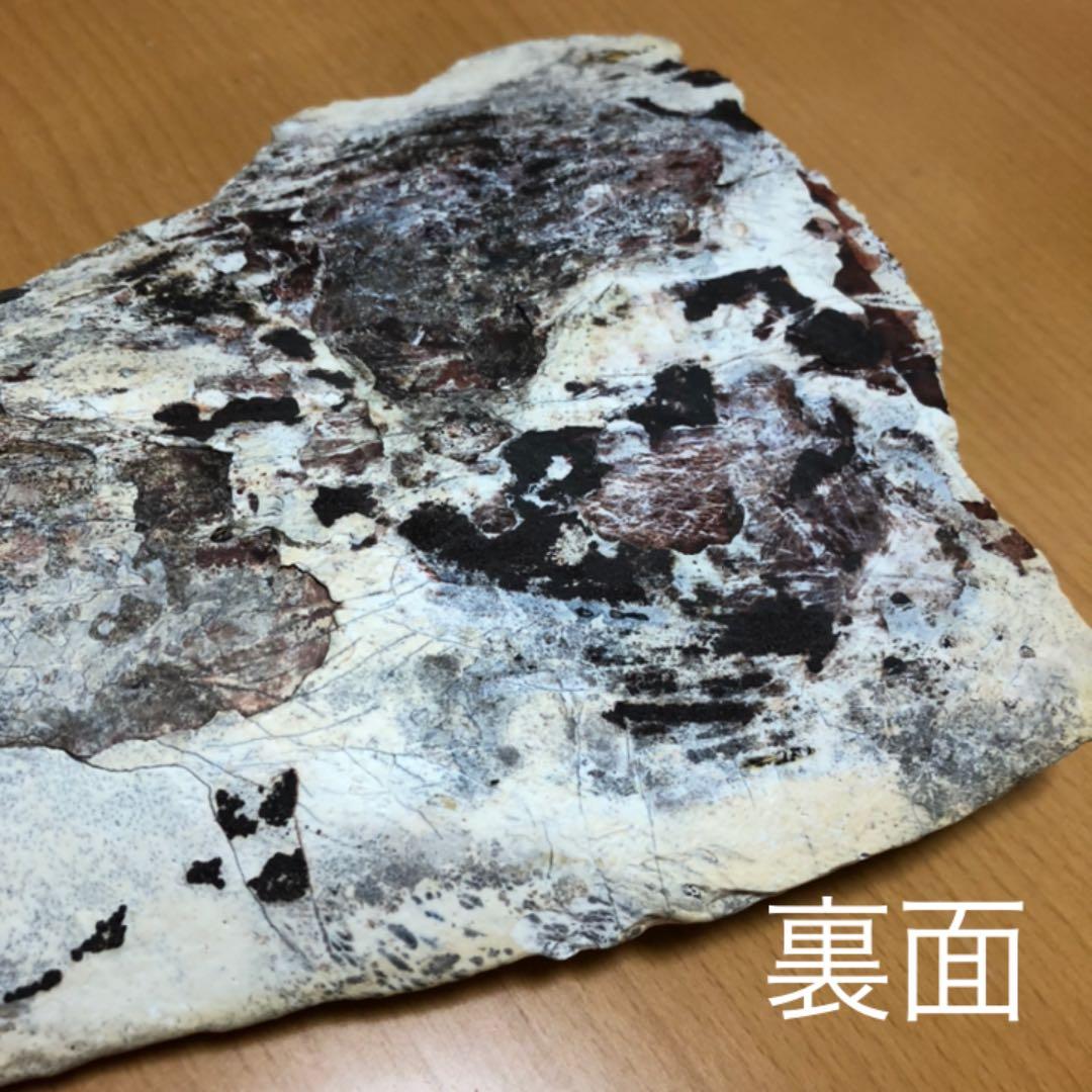 大希少☆ サルコスクス・インペラトルの装甲骨鱗　白亜紀化石