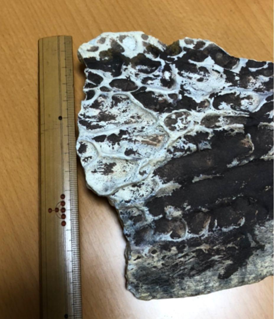 大希少☆ サルコスクス・インペラトルの装甲骨鱗　白亜紀化石