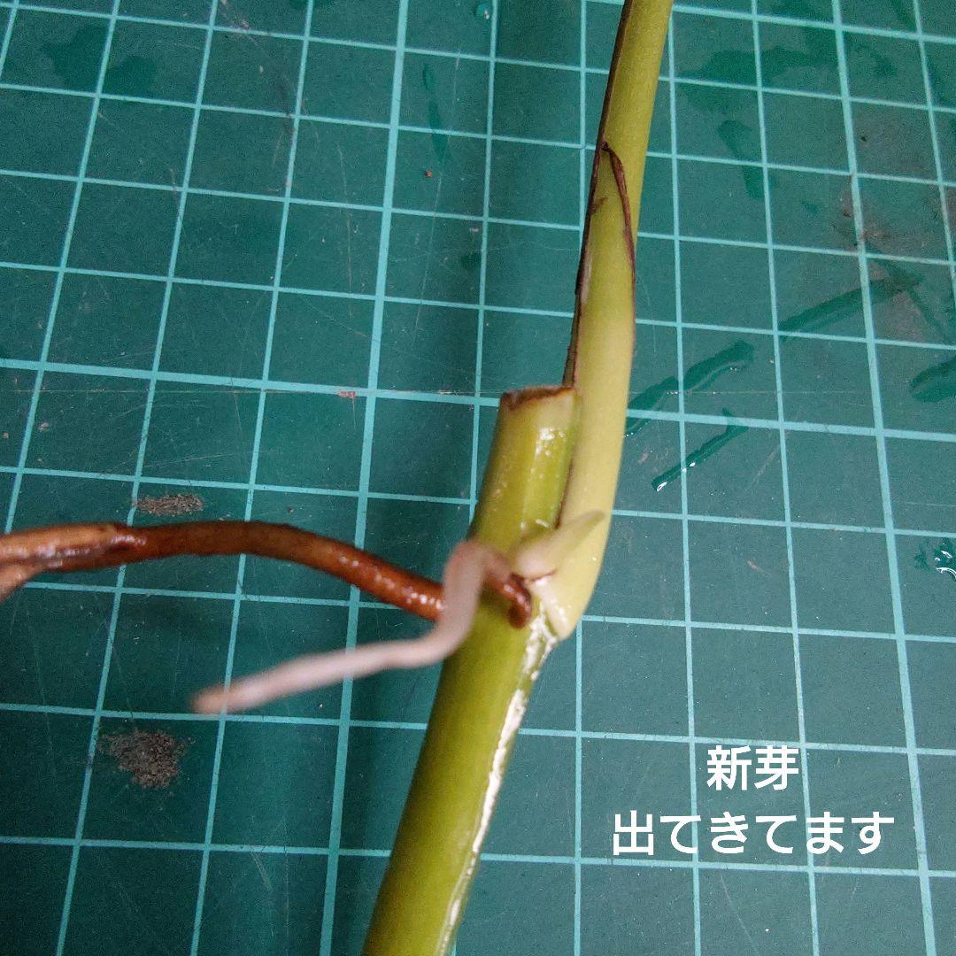 ポトステルノランコントル　カット発根済み 1葉っぱサイズ約13cm　1