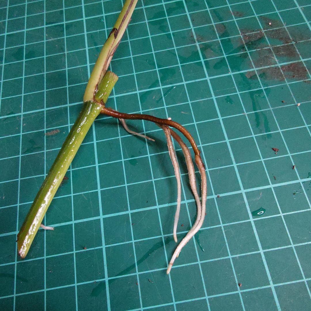 ポトステルノランコントル　カット発根済み 1葉っぱサイズ約13cm　1