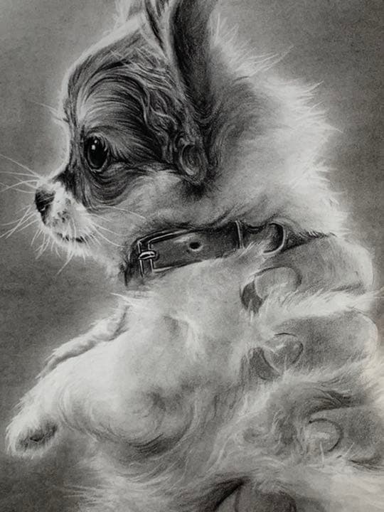 画家 白井真澄 木炭肉筆デッサン画  原画 真筆保証品！額入dog NO.26