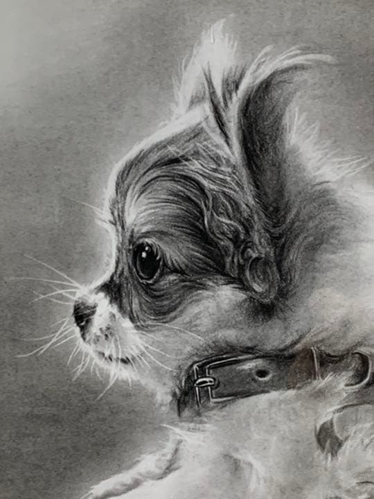 画家 白井真澄 木炭肉筆デッサン画  原画 真筆保証品！額入dog NO.26
