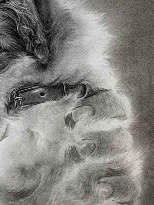画家 白井真澄 木炭肉筆デッサン画  原画 真筆保証品！額入dog NO.26