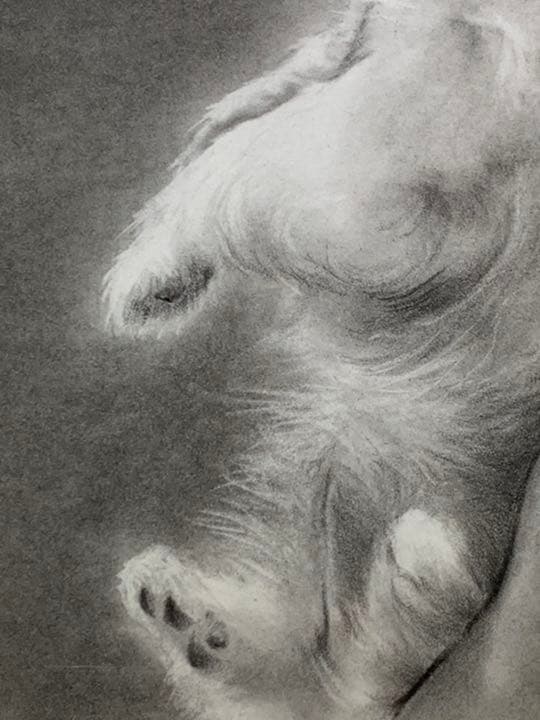 画家 白井真澄 木炭肉筆デッサン画  原画 真筆保証品！額入dog NO.26