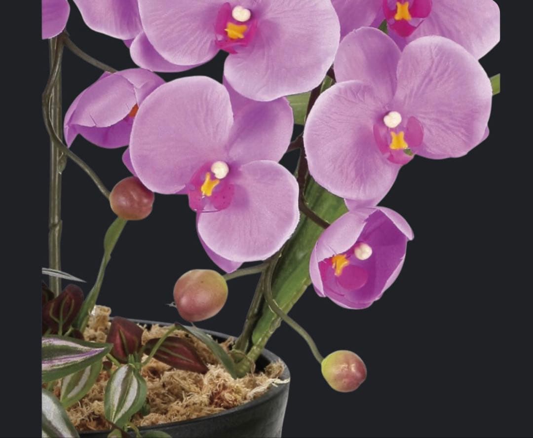 光触媒　人工観葉植物　ウォールグリーン　フェイクグリーン　プリンセス胡蝶蘭L