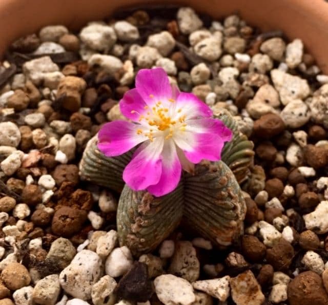 サボテン　Aztekium valdezii  紅籠　山木