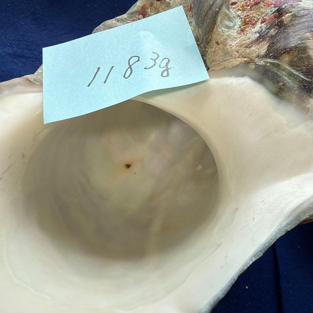夜光貝　ヤコウ貝　まとめ売り　17個　15、2kg アクセサリー　ルアー