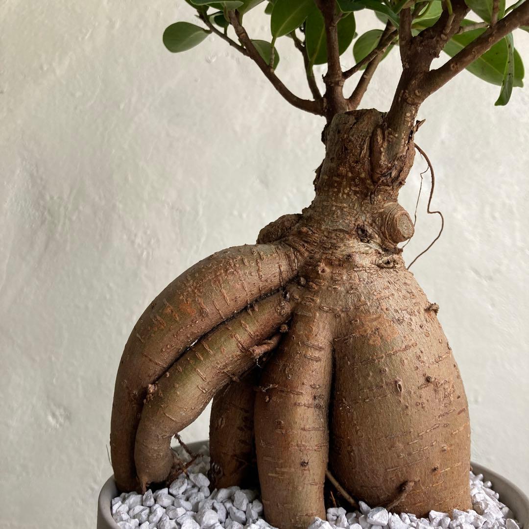 ガジュマル 大きい 鉢植え 観葉植物 ビリジアンブルック