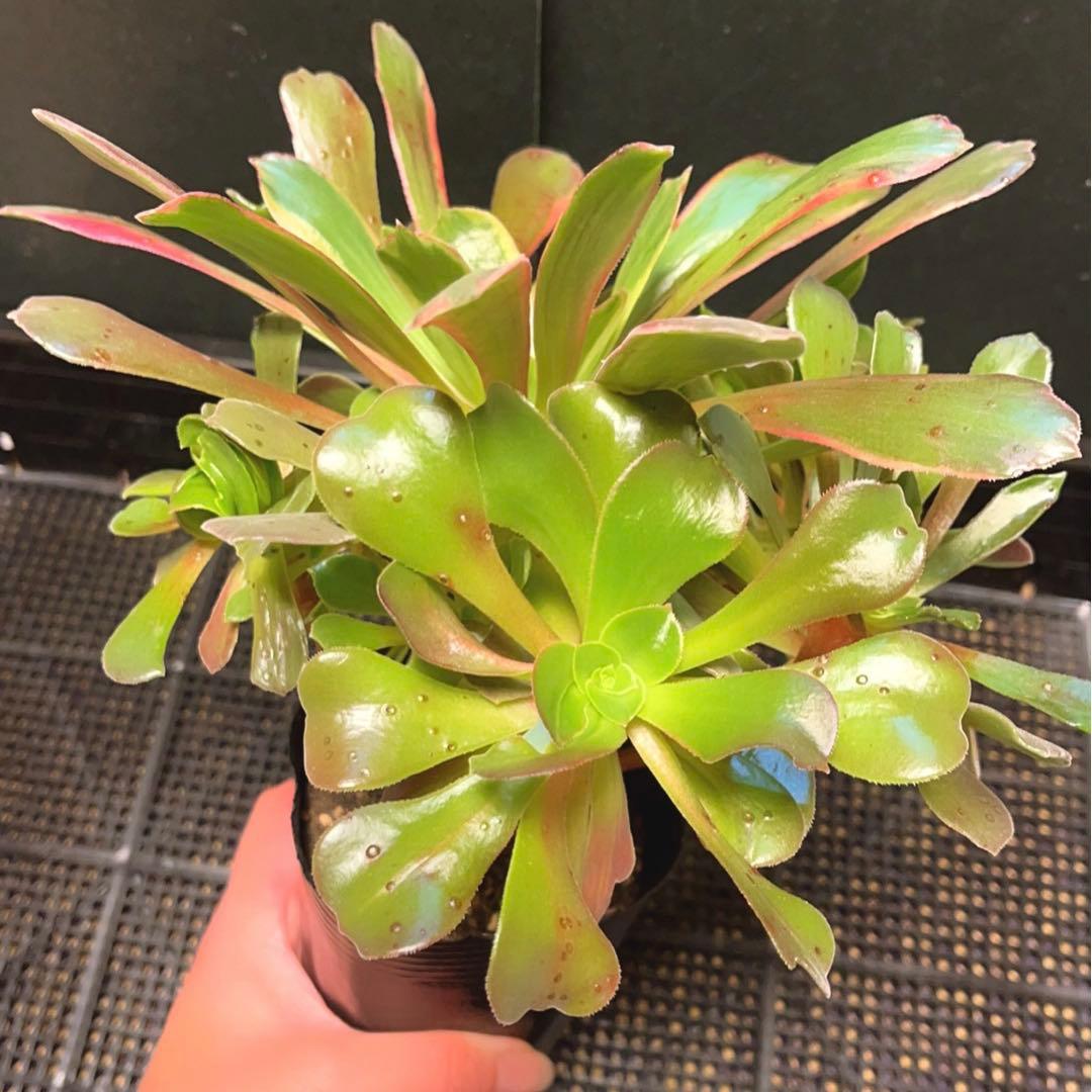 93#多肉植物アエオニウム錦❤️ 赤霞が飛ぶ ❤️1大頭8小頭25cm拔き苗
