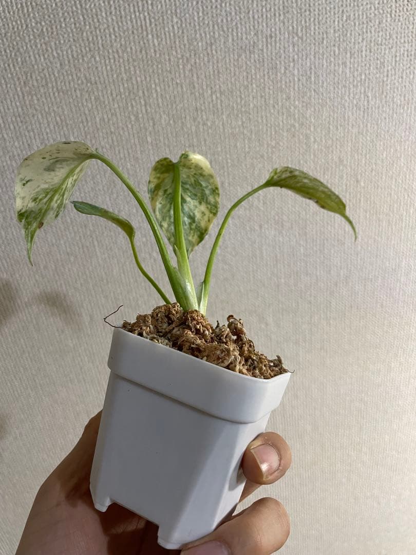 T*o様 モンステラ　デリシオーサ　ミント
