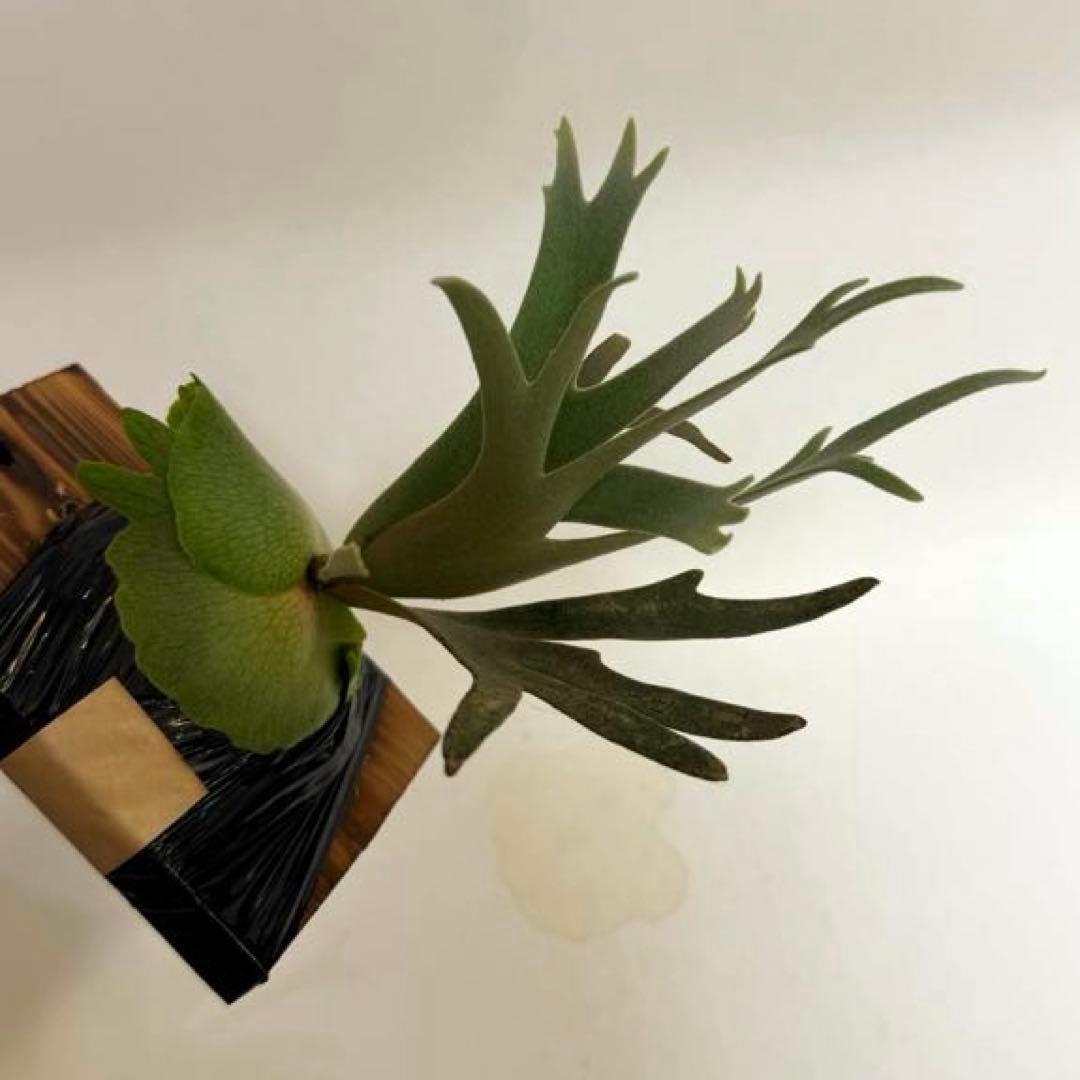 ◆ P.Willinckii ‘OMG’ spore（O-039）