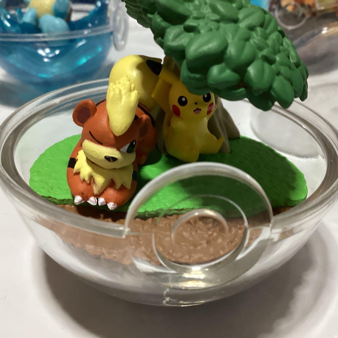 ポケモン テラリウム　コレクション