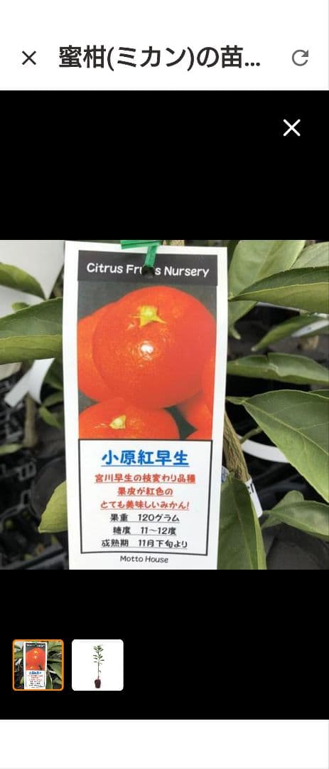 osoraページ小原紅早生みかん ４年生 苗木