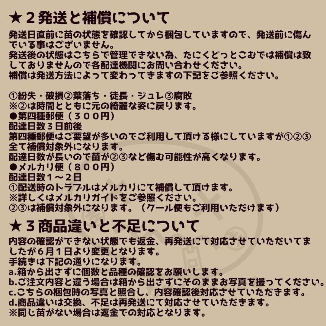 レッドライト◎多肉植物 カット苗 韓国苗 エケベリア等