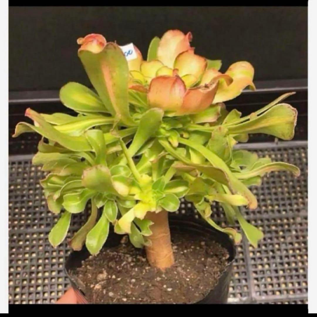 多肉植物アエオニウム錦❤️ 霓裳 ❤️ にも ❤️状態図