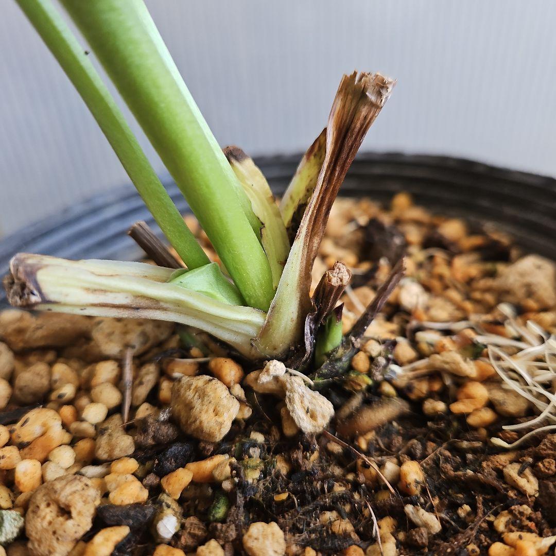 ㉖-381クリスマスローズ