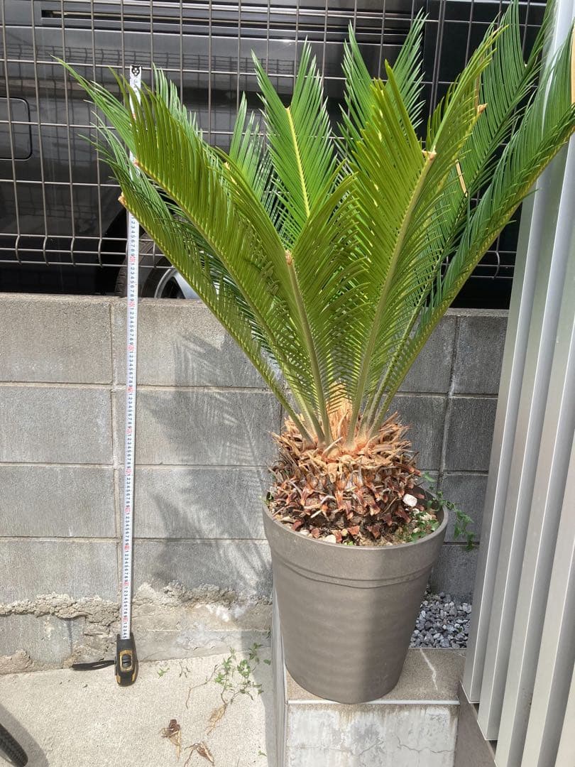 蘇轍　ソテツ　引き取り限定