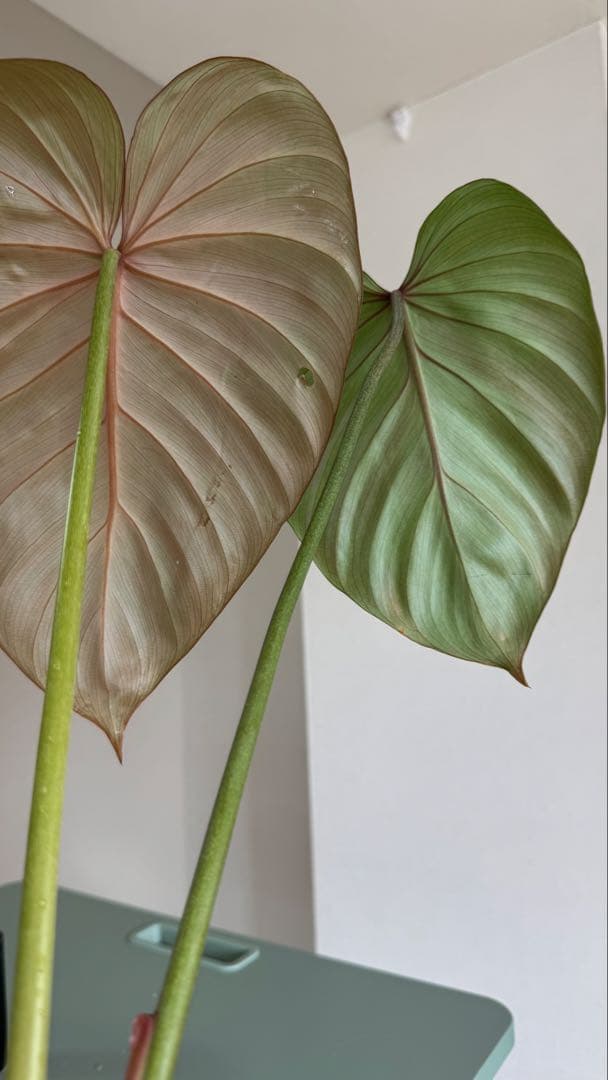 株の高さ50cm安心の大株‼︎Philodendron Pink Glory