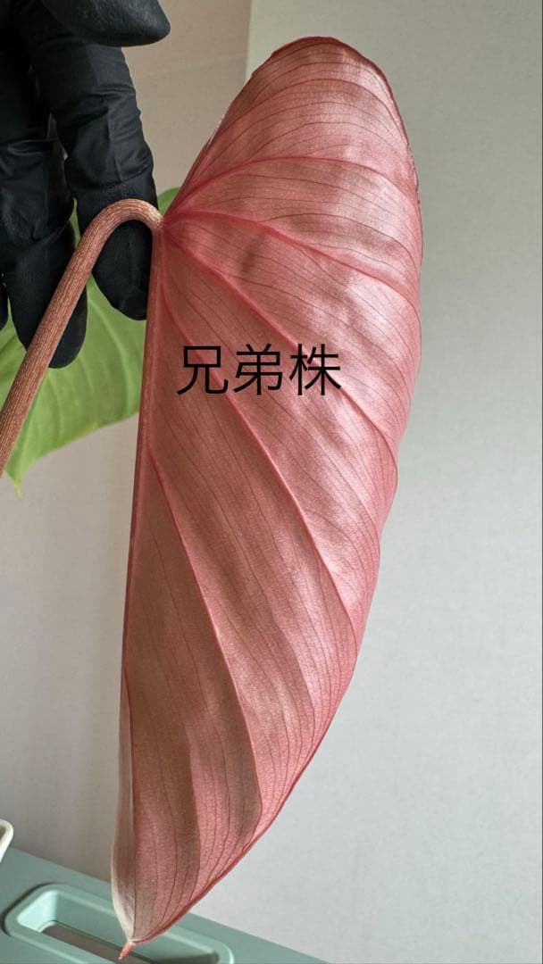 株の高さ50cm安心の大株‼︎Philodendron Pink Glory