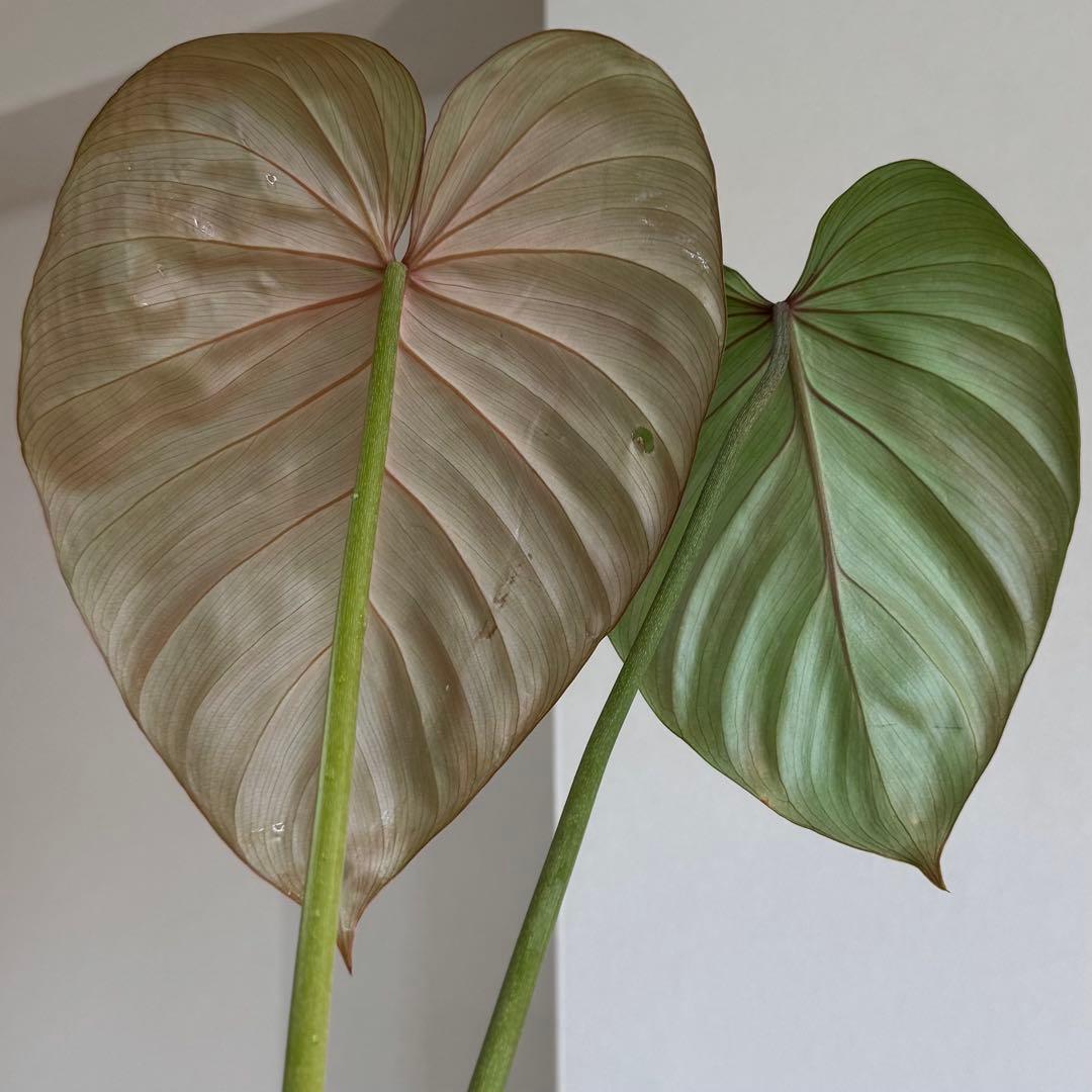 株の高さ50cm安心の大株‼︎Philodendron Pink Glory