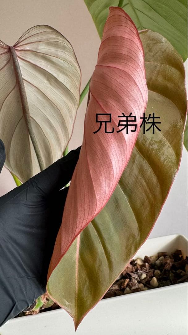 株の高さ50cm安心の大株‼︎Philodendron Pink Glory