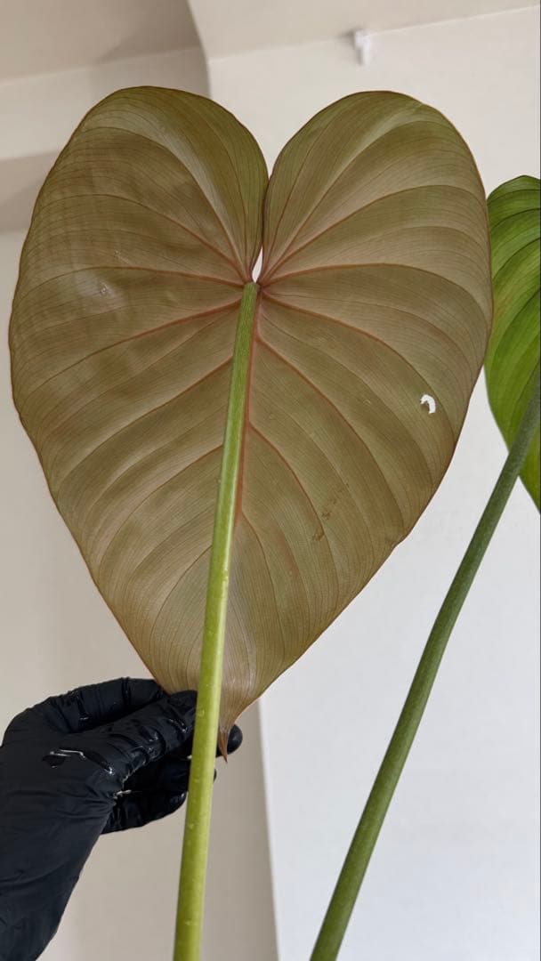 株の高さ50cm安心の大株‼︎Philodendron Pink Glory