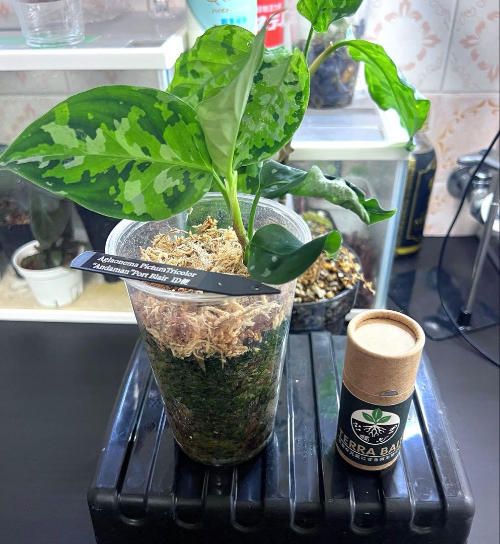 O*L様 Aglaonema pictum アンダマン諸島 ポートブレア北部地域