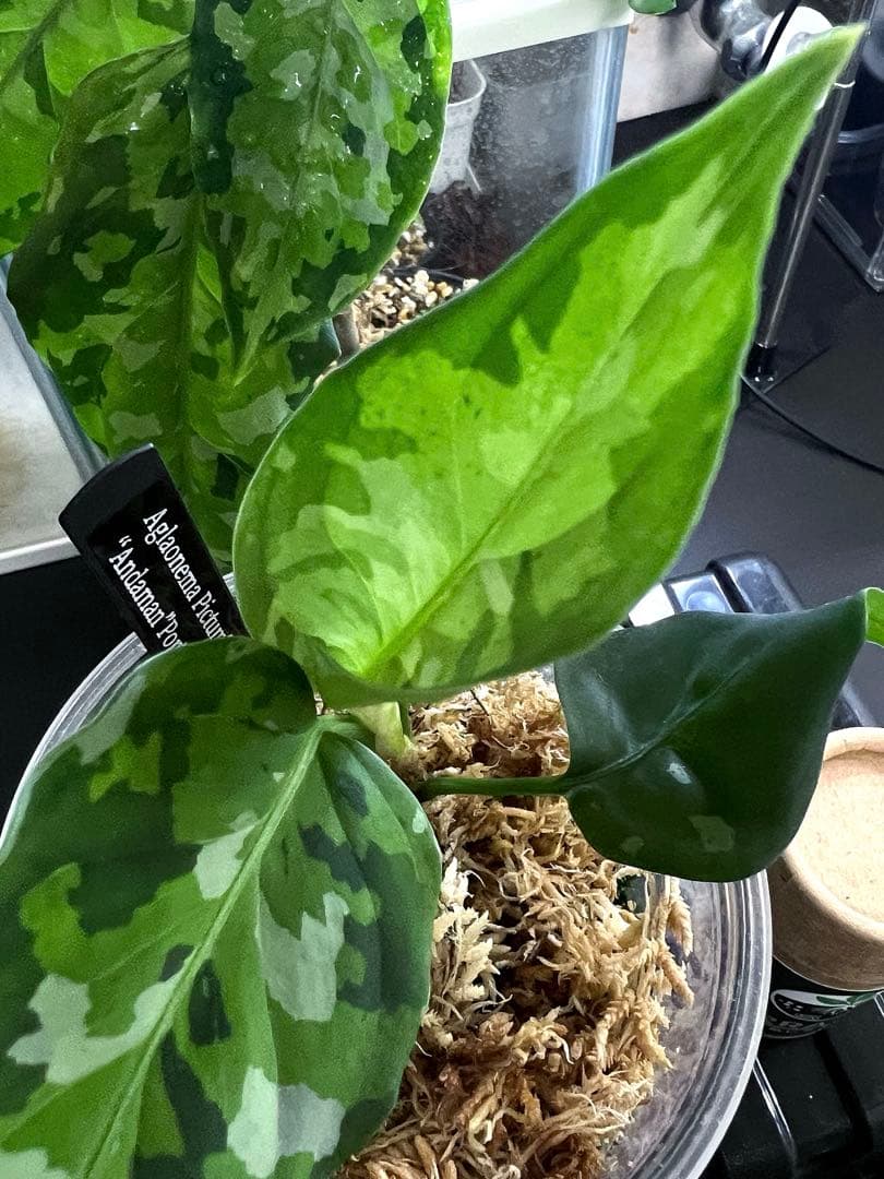 O*L様 Aglaonema pictum アンダマン諸島 ポートブレア北部地域