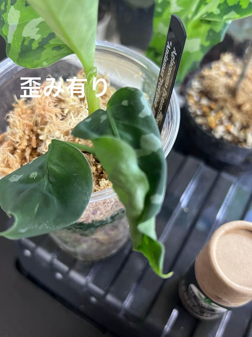 O*L様 Aglaonema pictum アンダマン諸島 ポートブレア北部地域