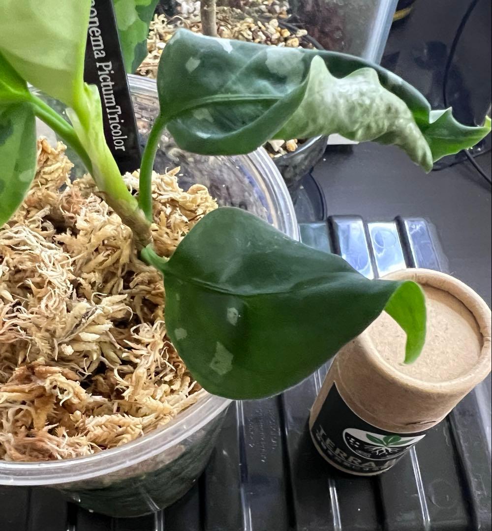 O*L様 Aglaonema pictum アンダマン諸島 ポートブレア北部地域