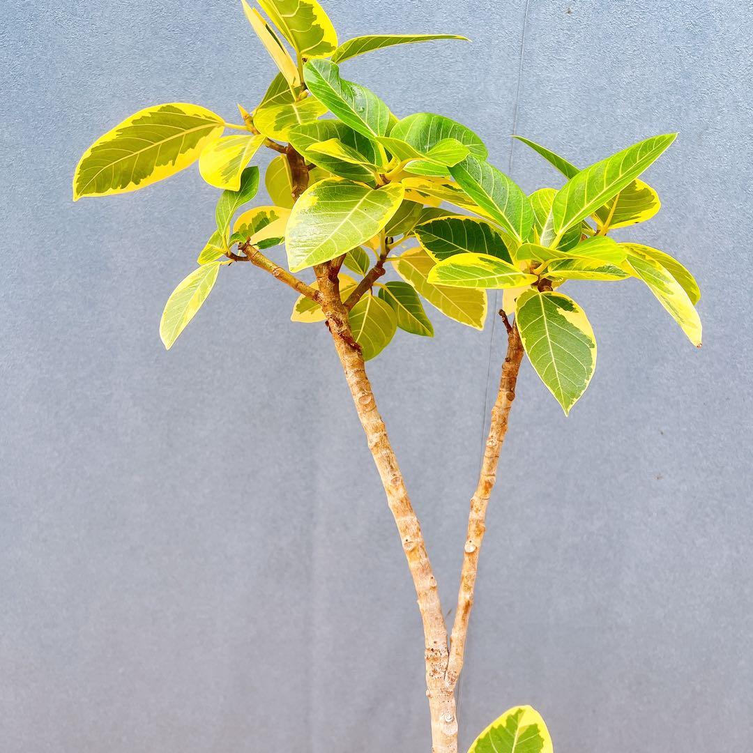現品　フィカス　ゴムの木　アルテシマ　曲がり　16番　観葉植物　インテリア