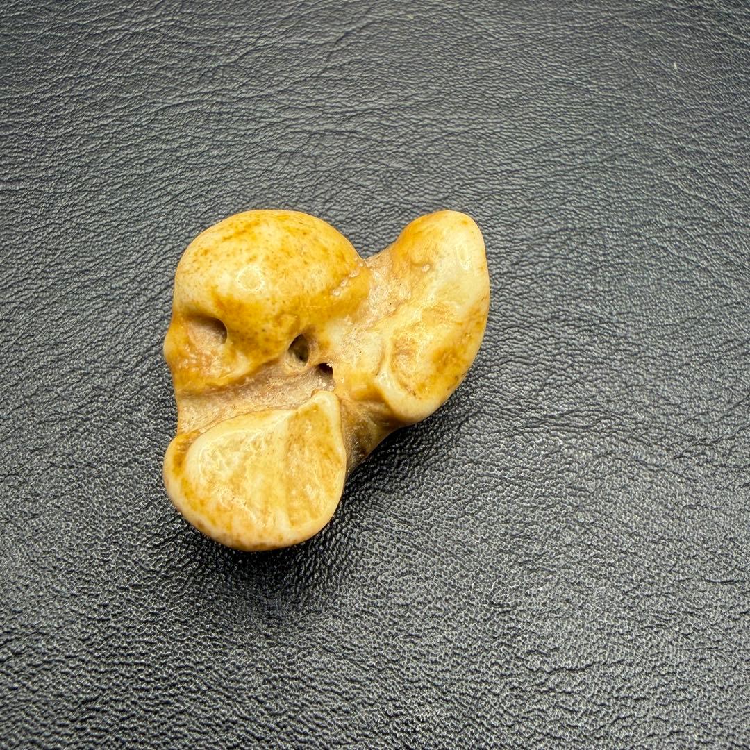 幸運のお守り【イルカの耳骨/布袋石】天然化石 3種類 別売不可