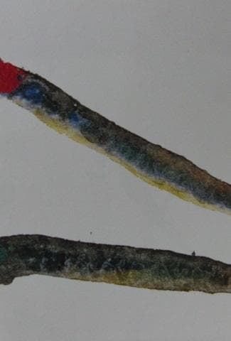 片岡鶴太郎、【さより恋魚】、希少な額装用画集より、美品、日本人画家