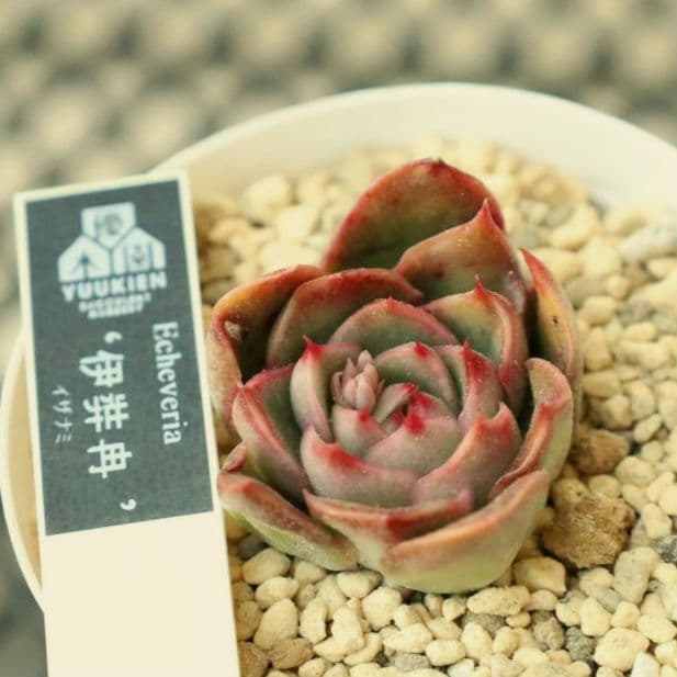 【優木園さん苗 】くま蜂、芥子ほか葉挿し子７苗セット（多肉植物）