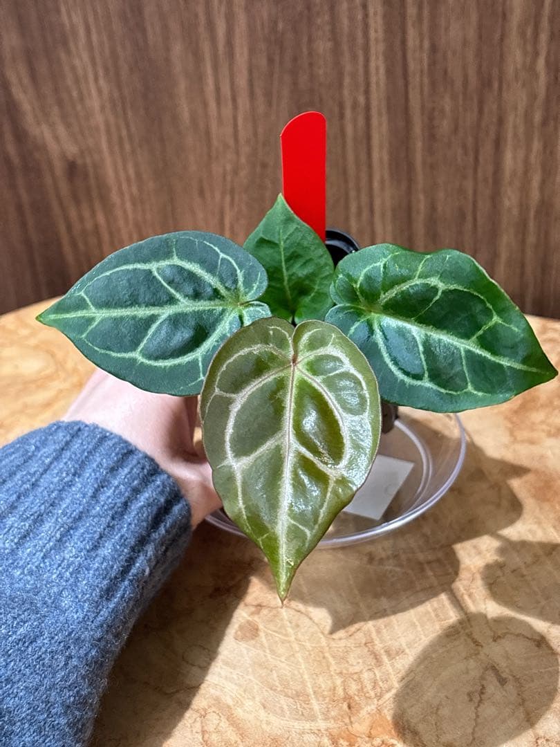 Anthurium King of spades（HU）× Michelle