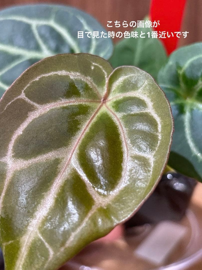Anthurium King of spades（HU）× Michelle