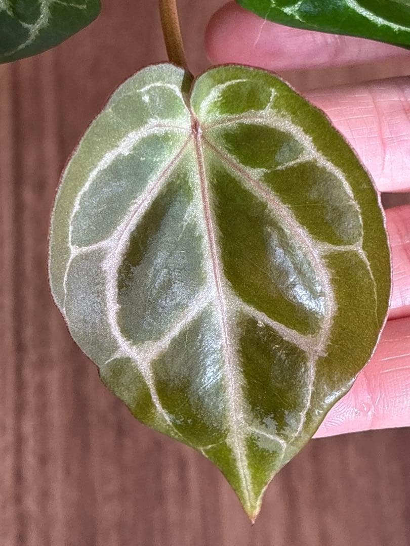 Anthurium King of spades（HU）× Michelle