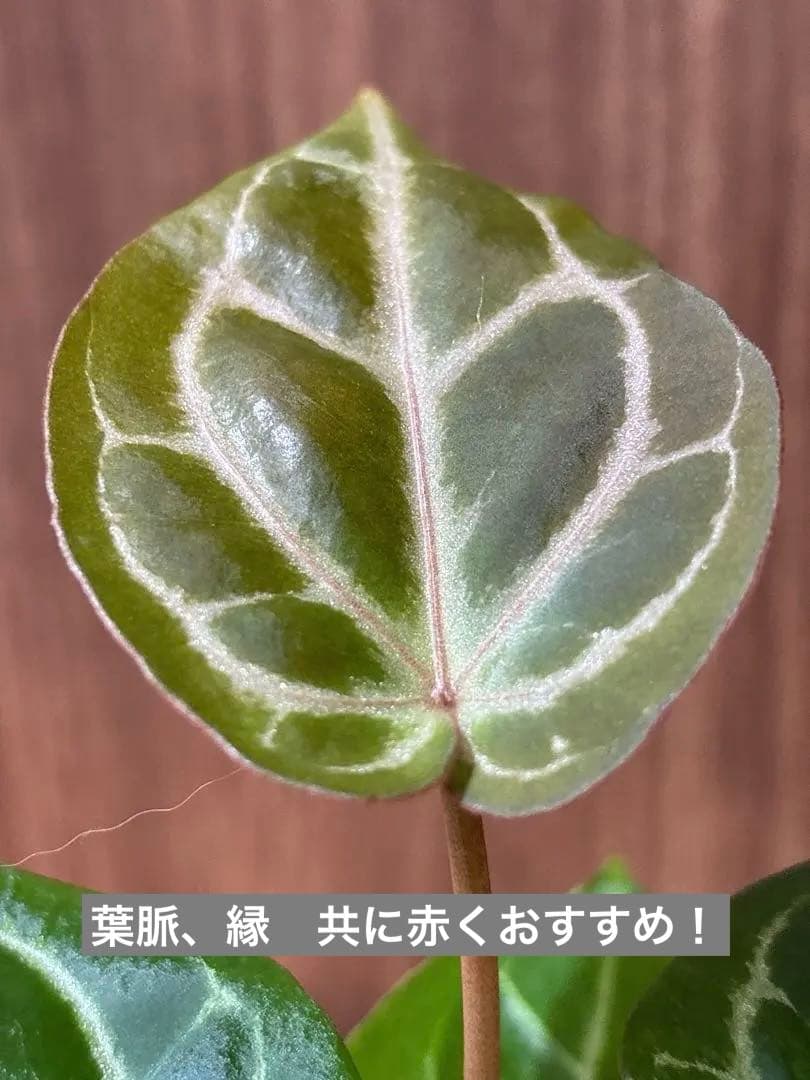 Anthurium King of spades（HU）× Michelle