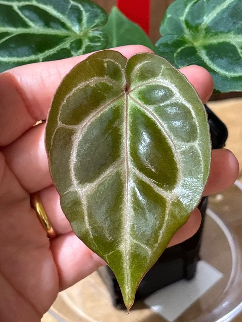 Anthurium King of spades（HU）× Michelle