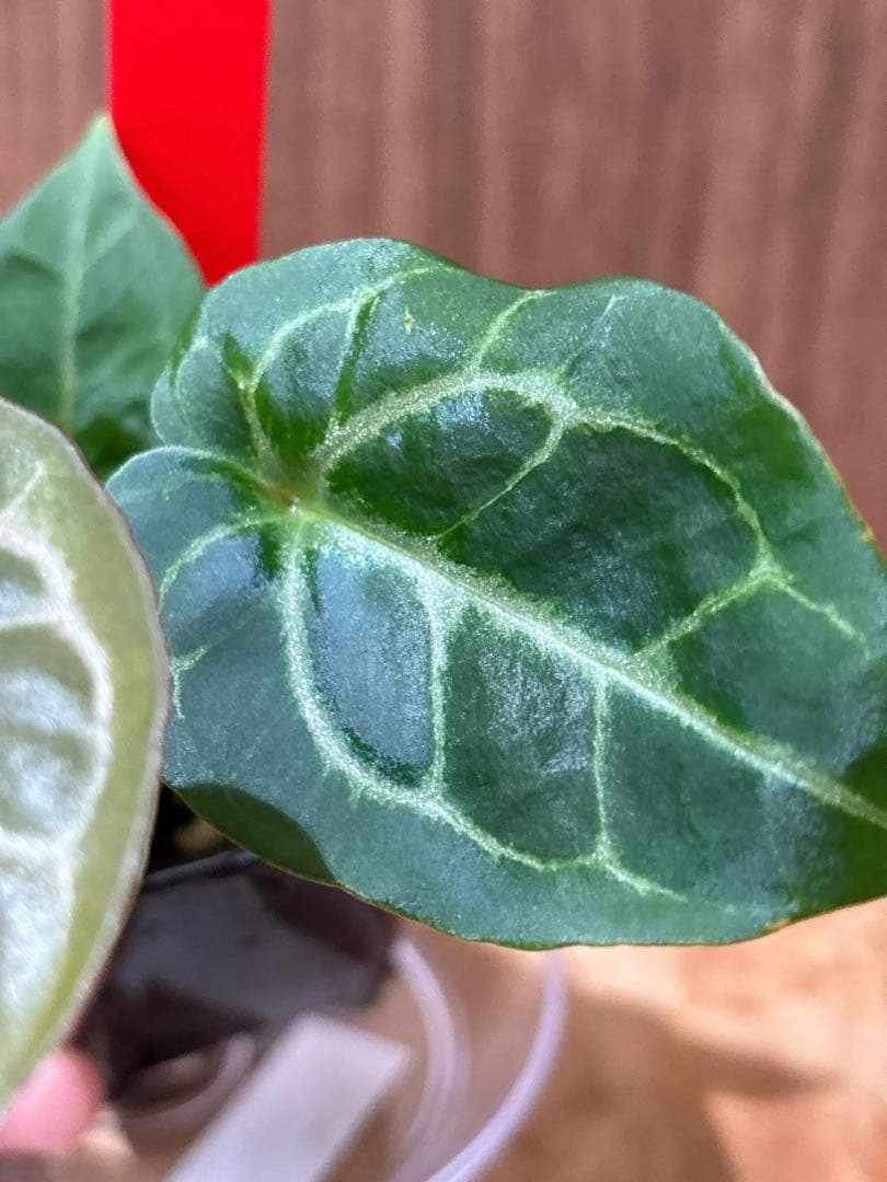 Anthurium King of spades（HU）× Michelle