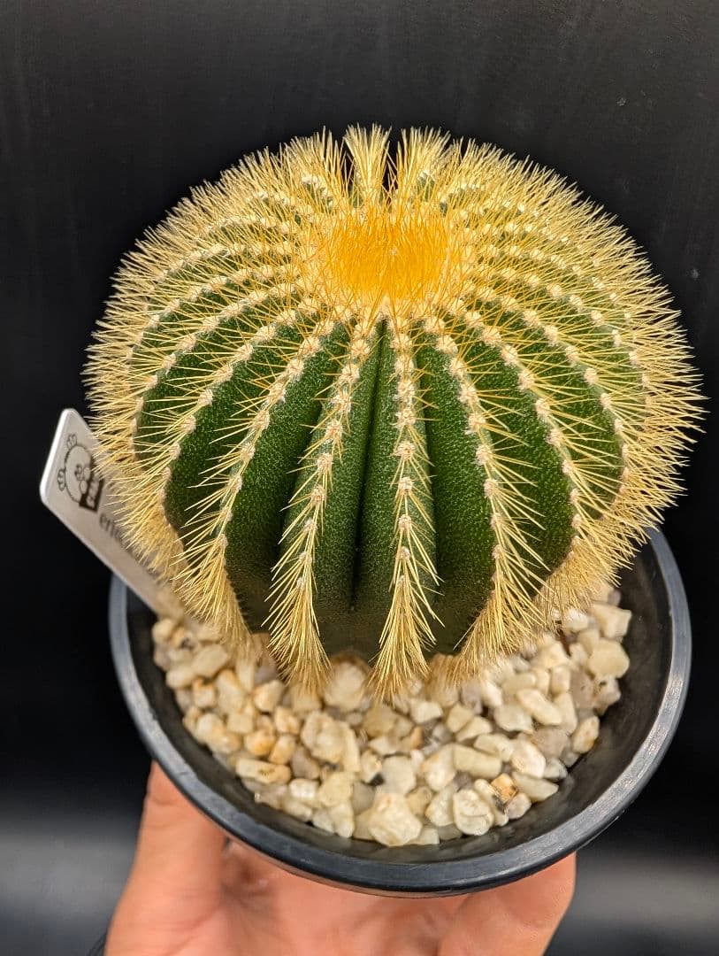 エリオカクトイデス 国内実生 鉢植えメルカリ便送料込み