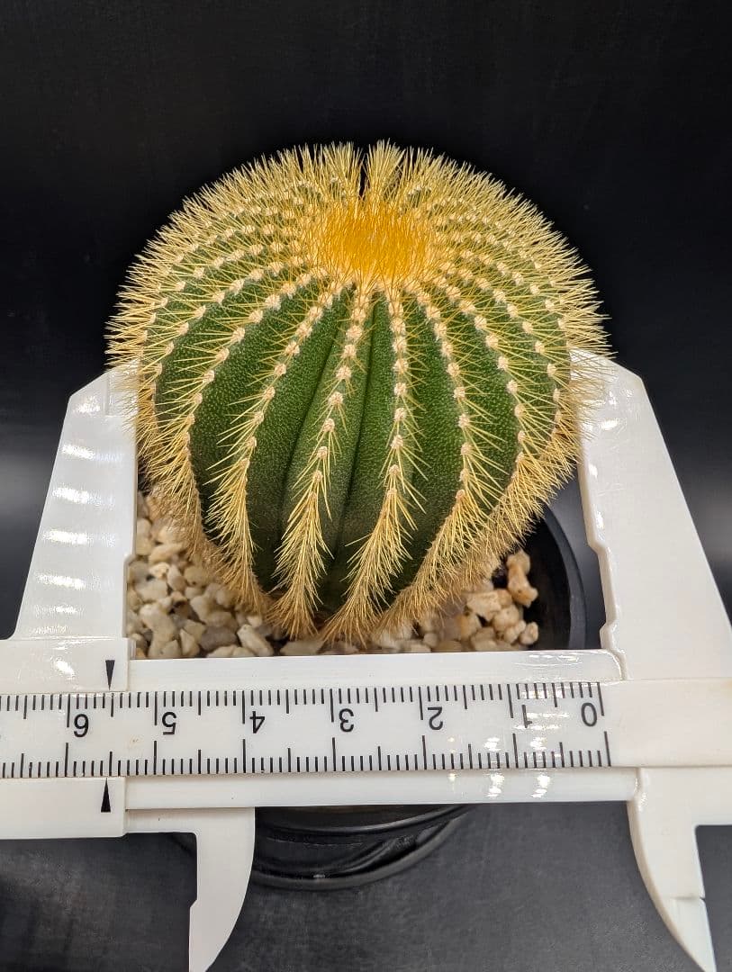エリオカクトイデス 国内実生 鉢植えメルカリ便送料込み