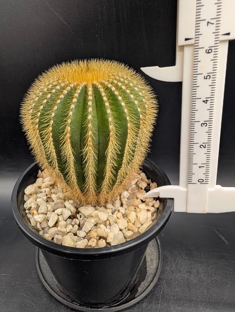 エリオカクトイデス 国内実生 鉢植えメルカリ便送料込み